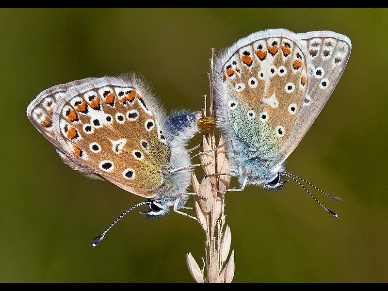 Charles Whitfield-King - Common Blue Butterfly Paired.jpg